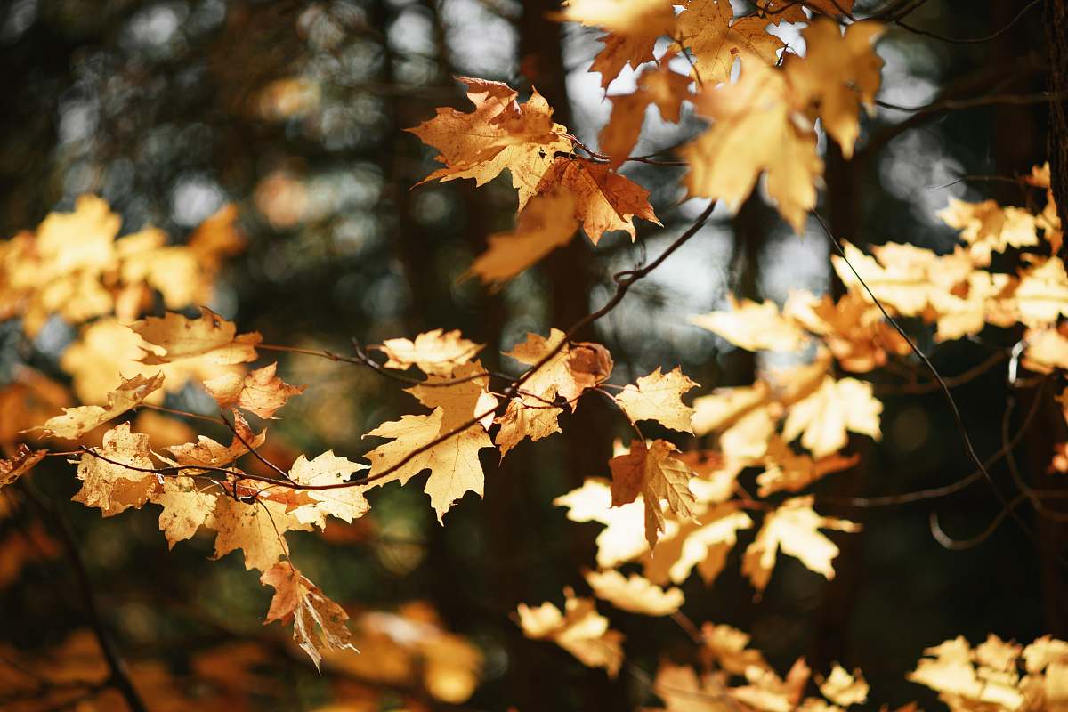 leaf brown leaves on tree branch tree