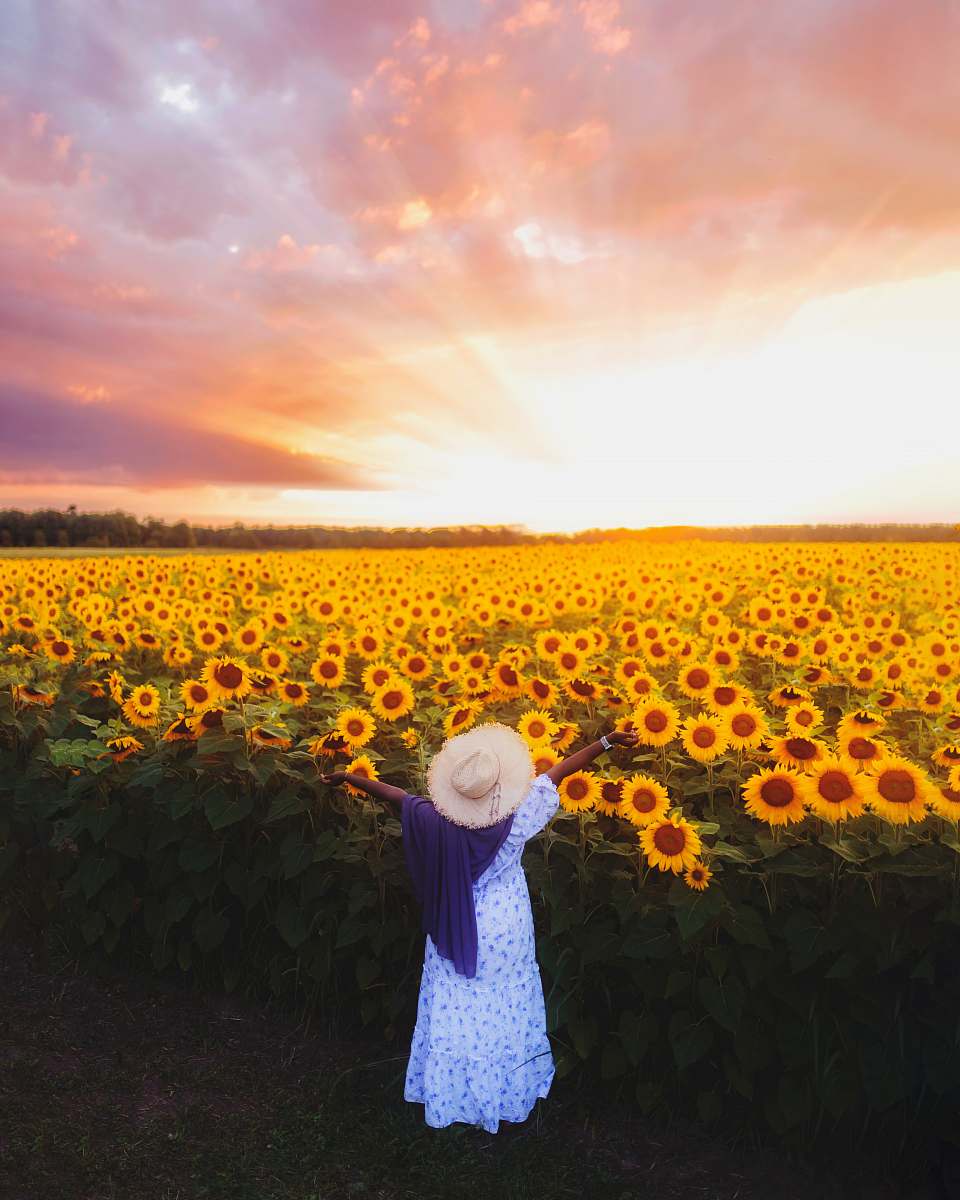 blossom woman in white dress standing on sunflower field during sunset flower