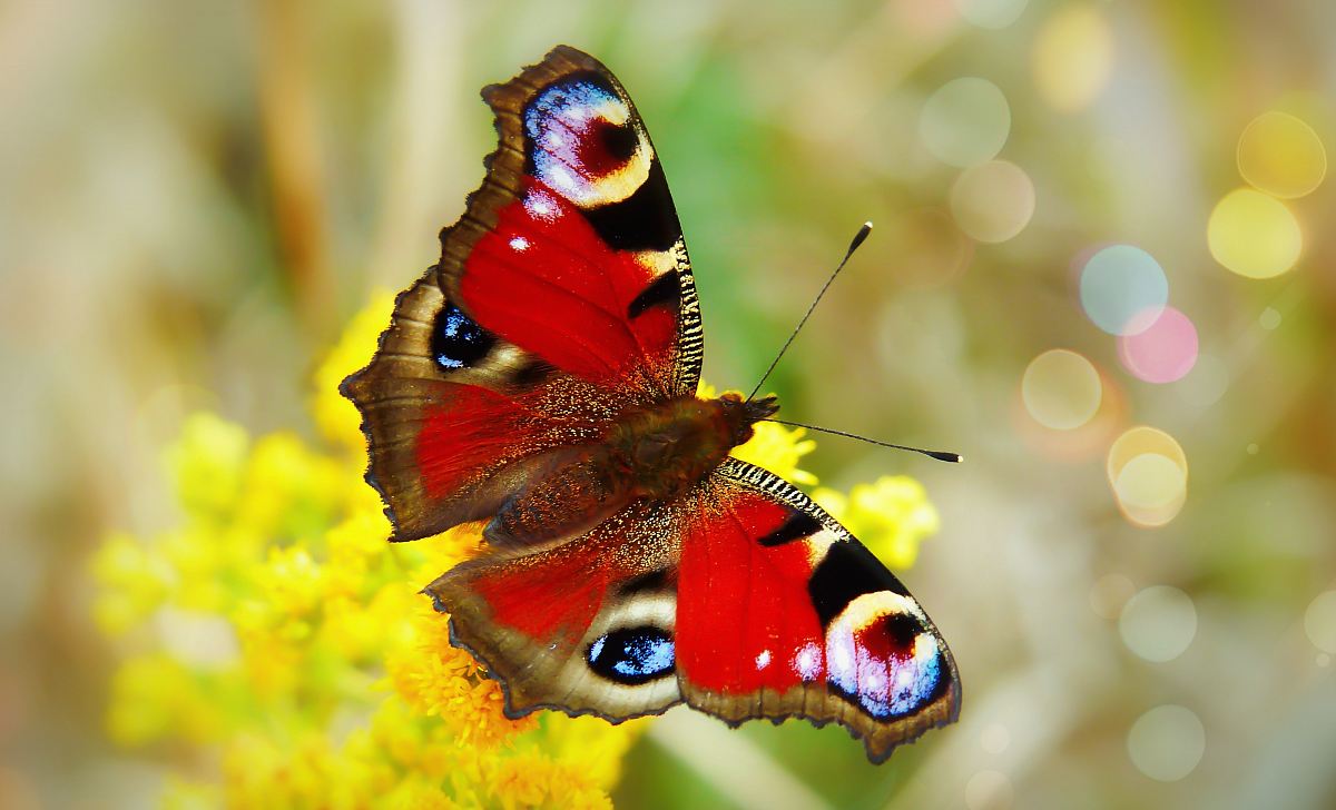 red and multicolored butterfly perch on yellow petaled flower