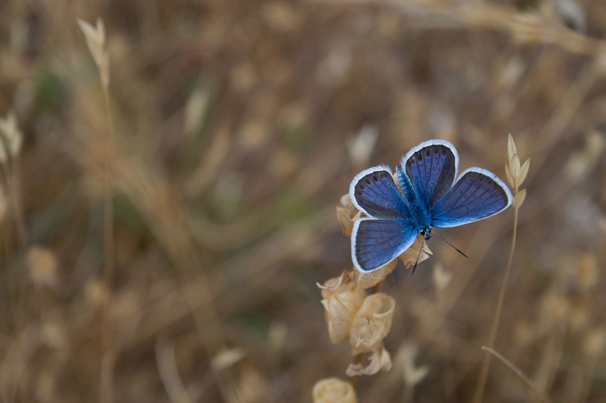 selective focus of butterfly on flower