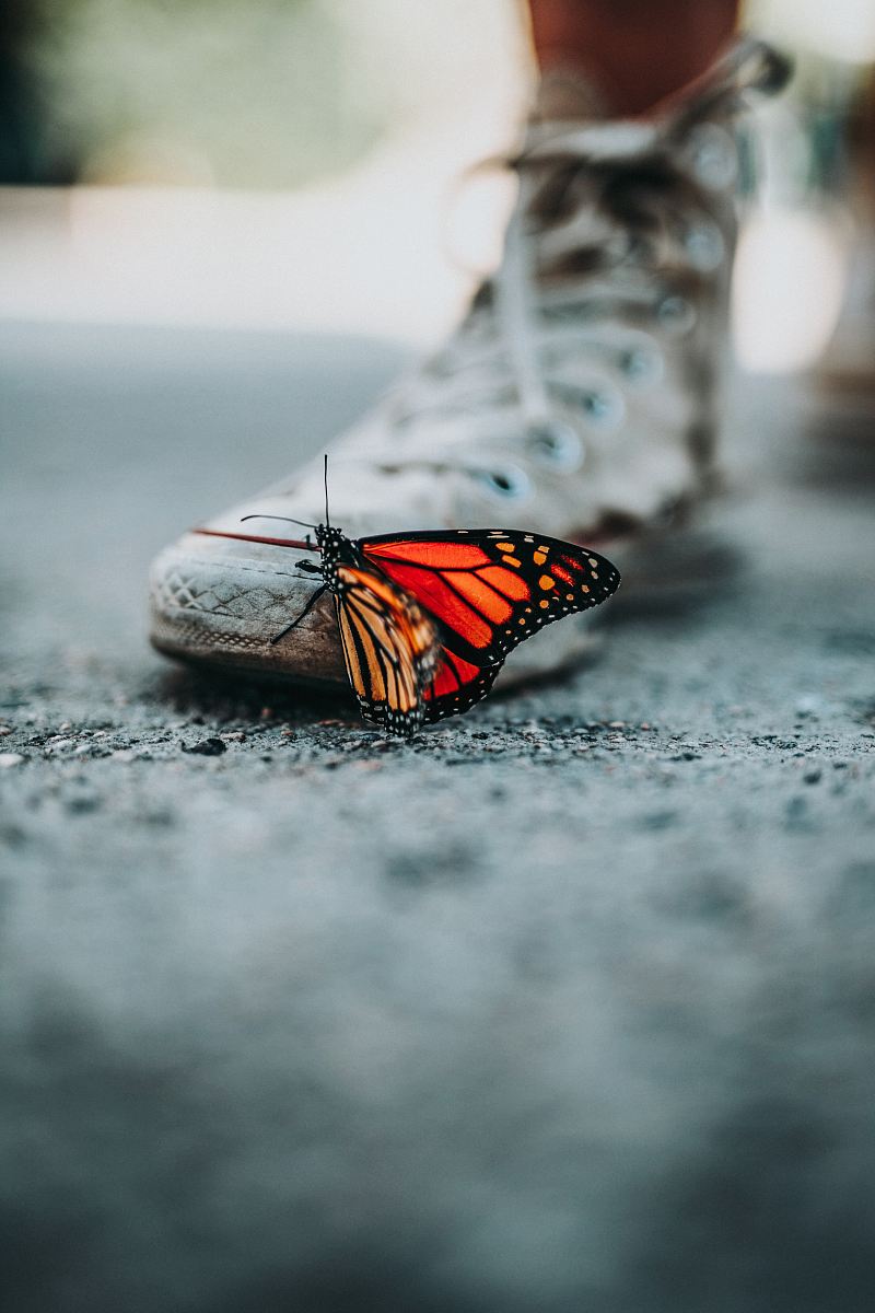 selective focus photo of butterfly on shoe