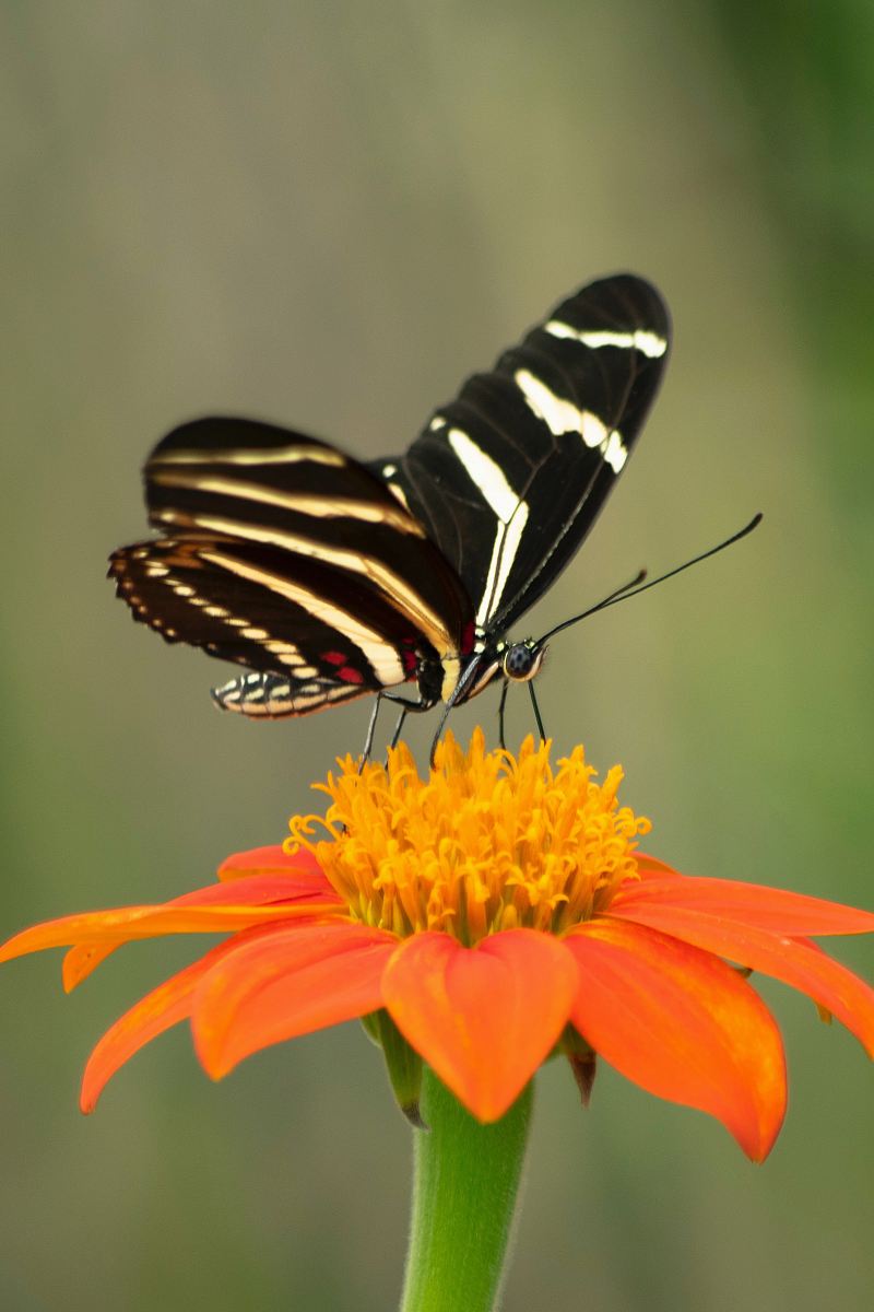 selective focus photography of black butterfly on orange flower