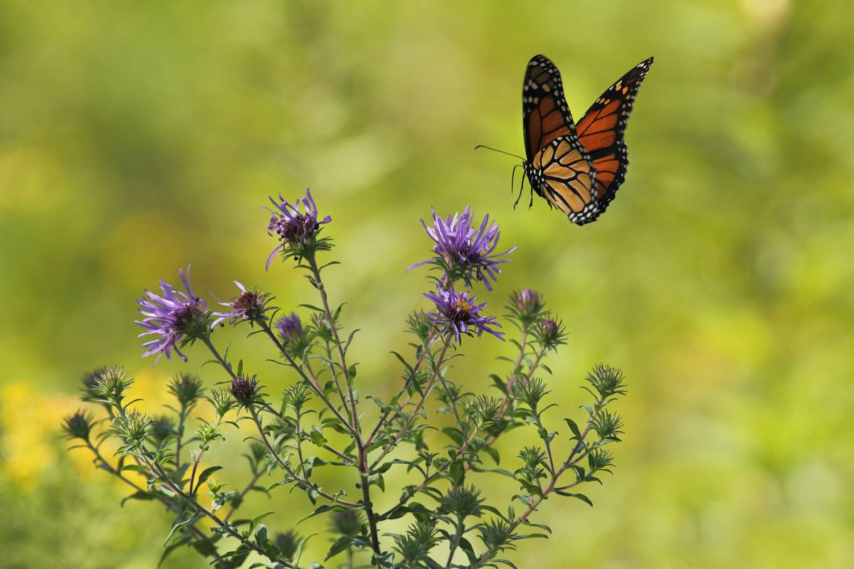 selective focus photography of brown and black butterfly flying near blooming purple petaled flowers