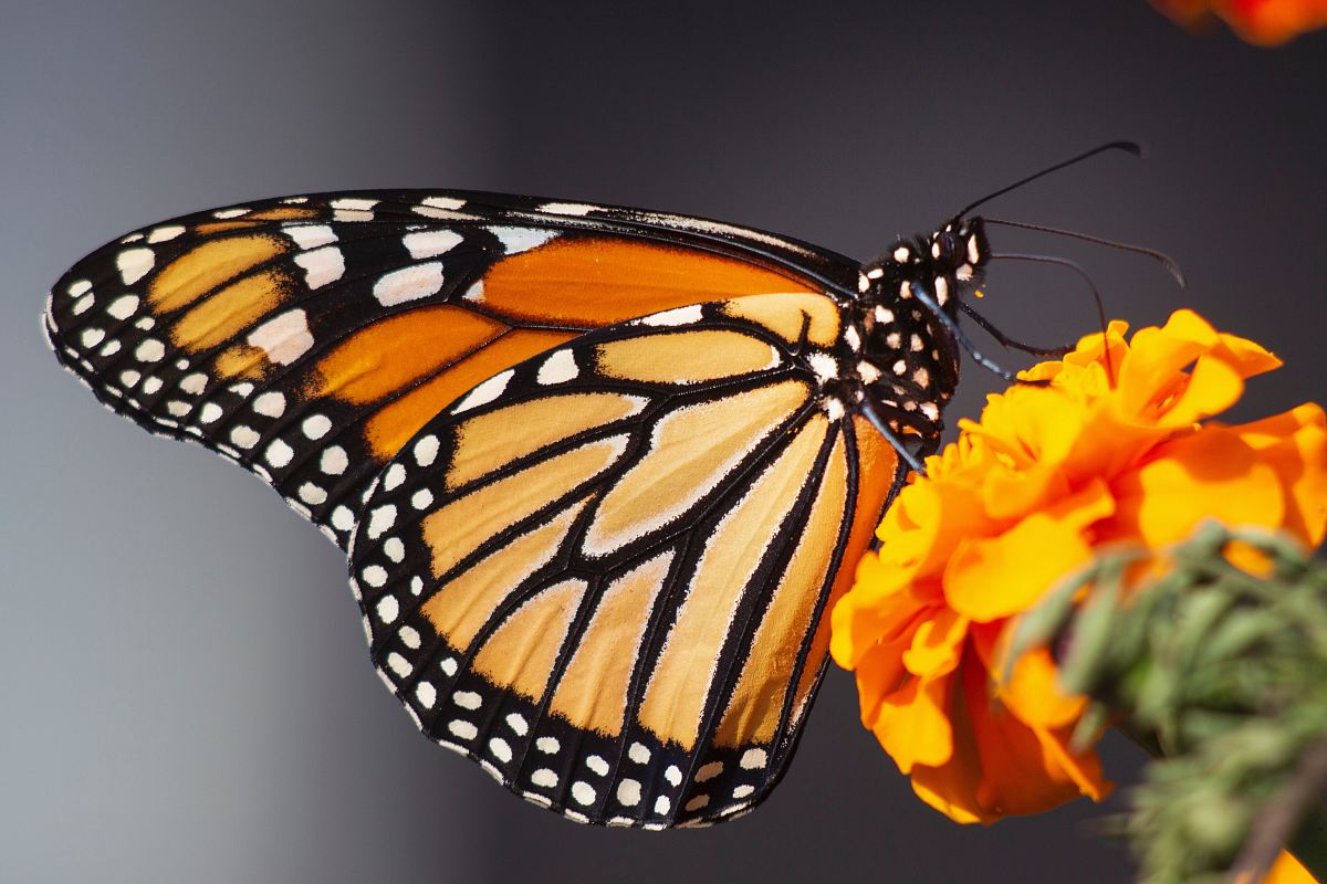 selective focus photography of butterfly on flower