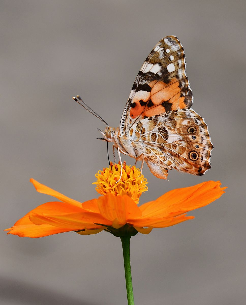 selective focus photography of butterfly on orange petaled flower