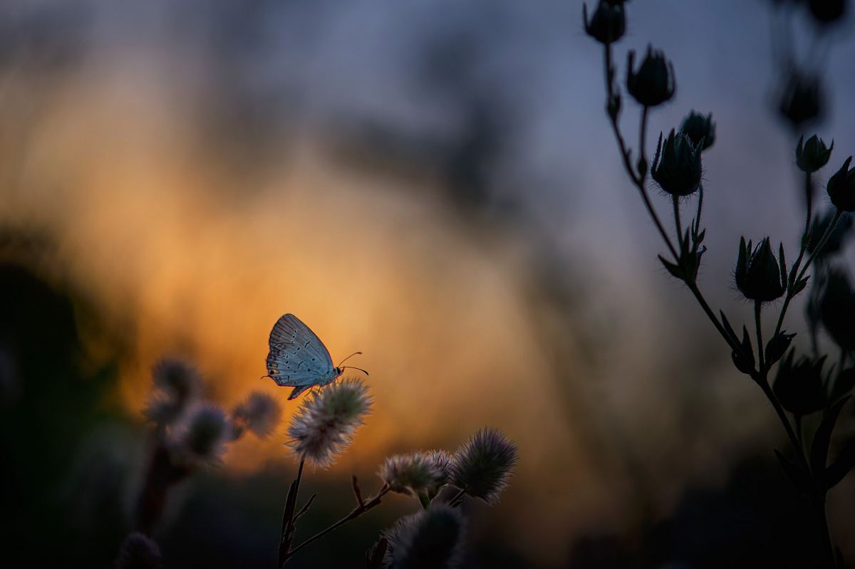 selective focus photography of butterfly perched on petaled flower