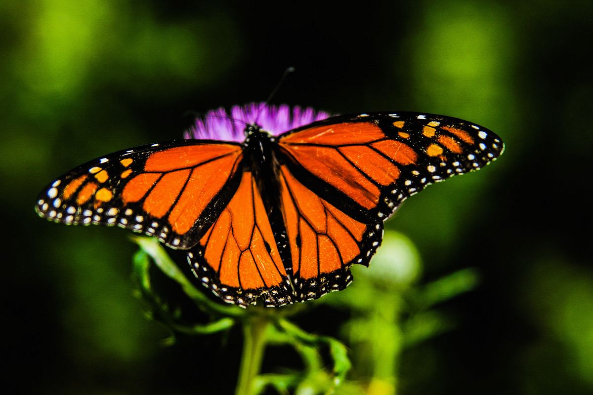 shallow focus orange and black butterfly