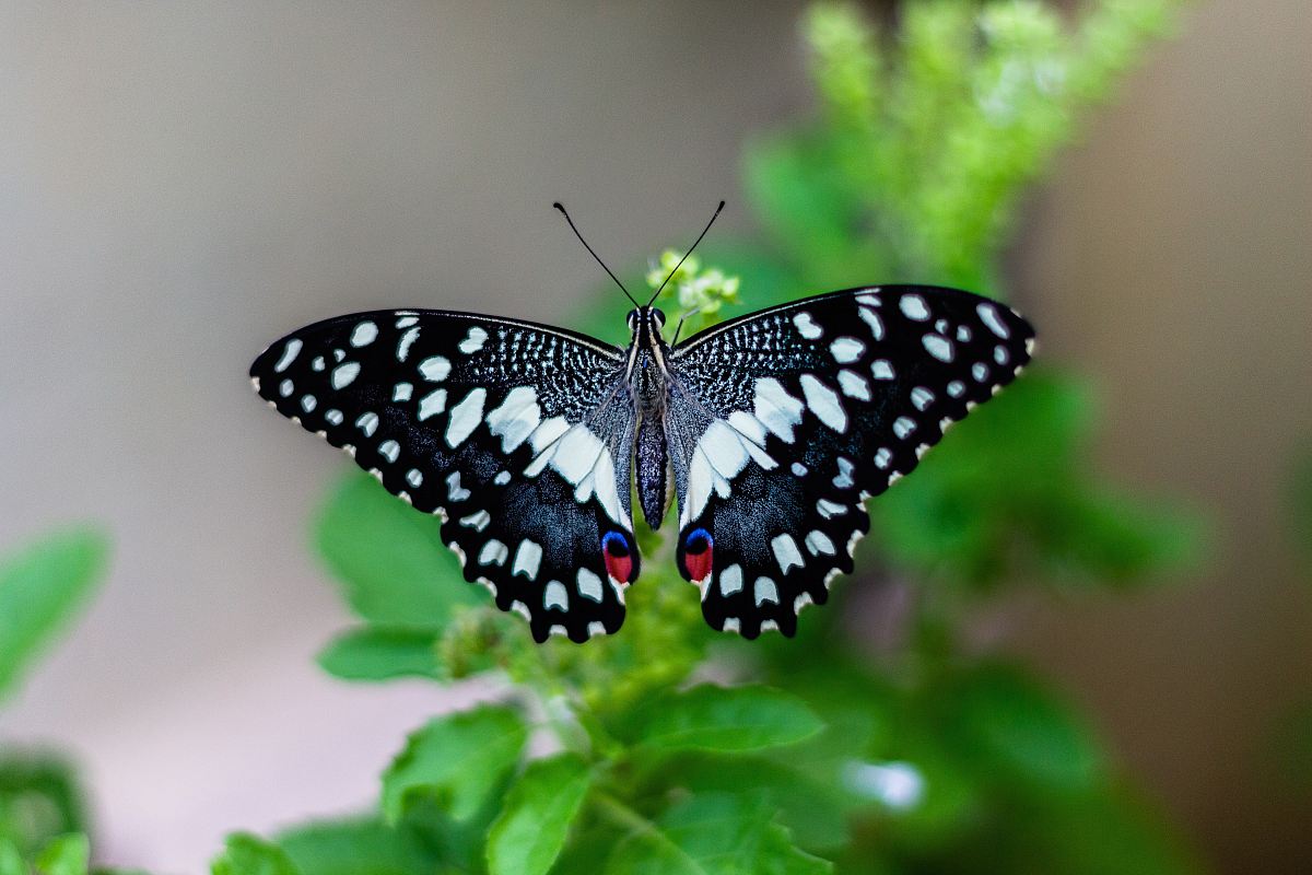 shallow focus photo of black and white butterfly