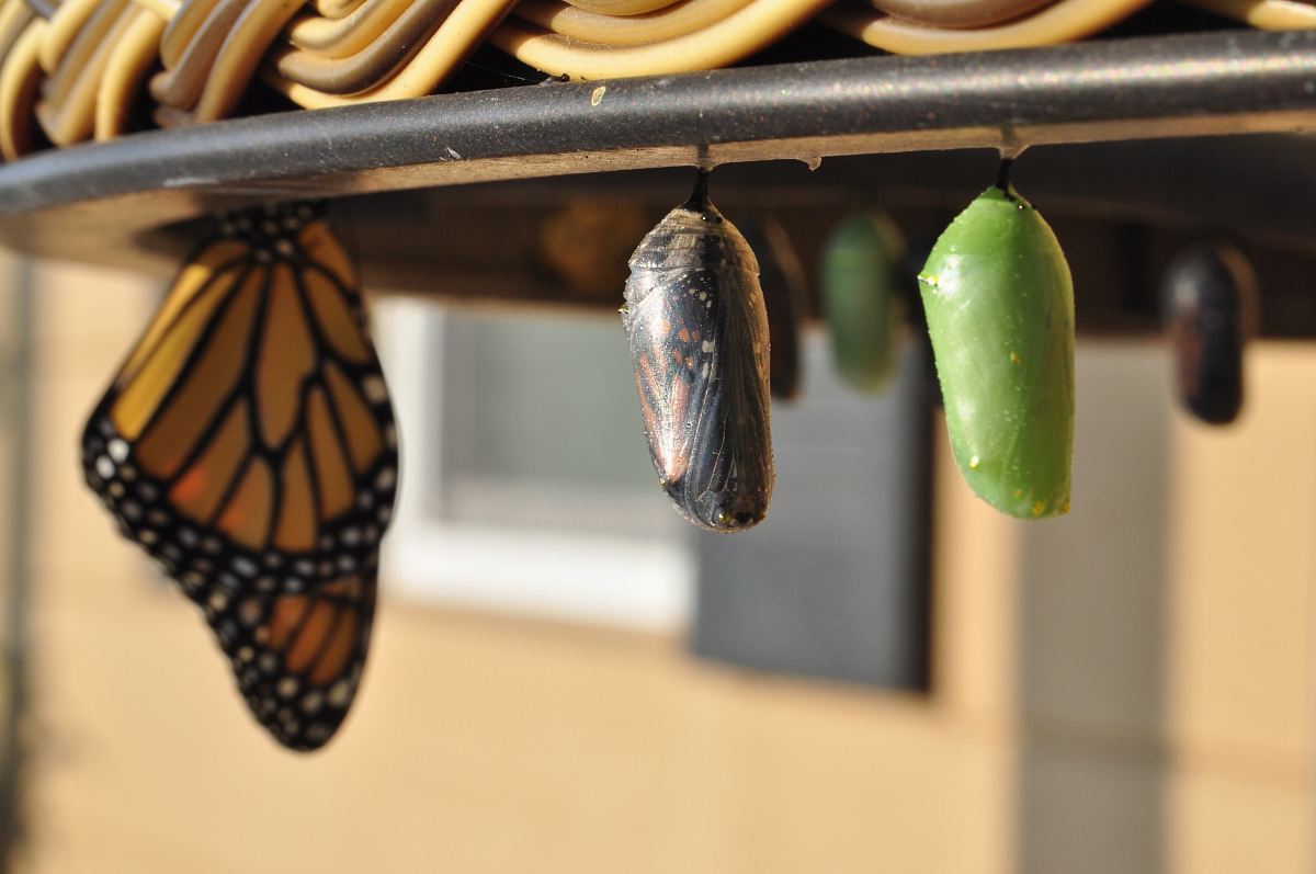 three pupas