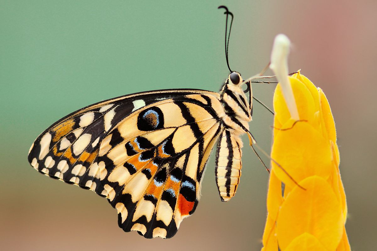white and black monarch butterfly
