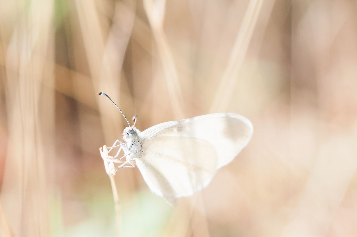 white butterfly on brown grass