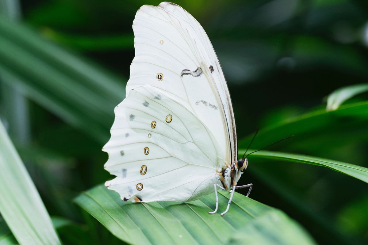 white butterfly on green leafed plant