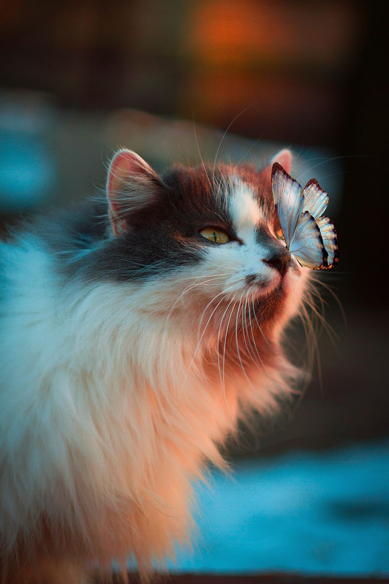 White Butterfly Resting On Cat's Nose Image Free Photo