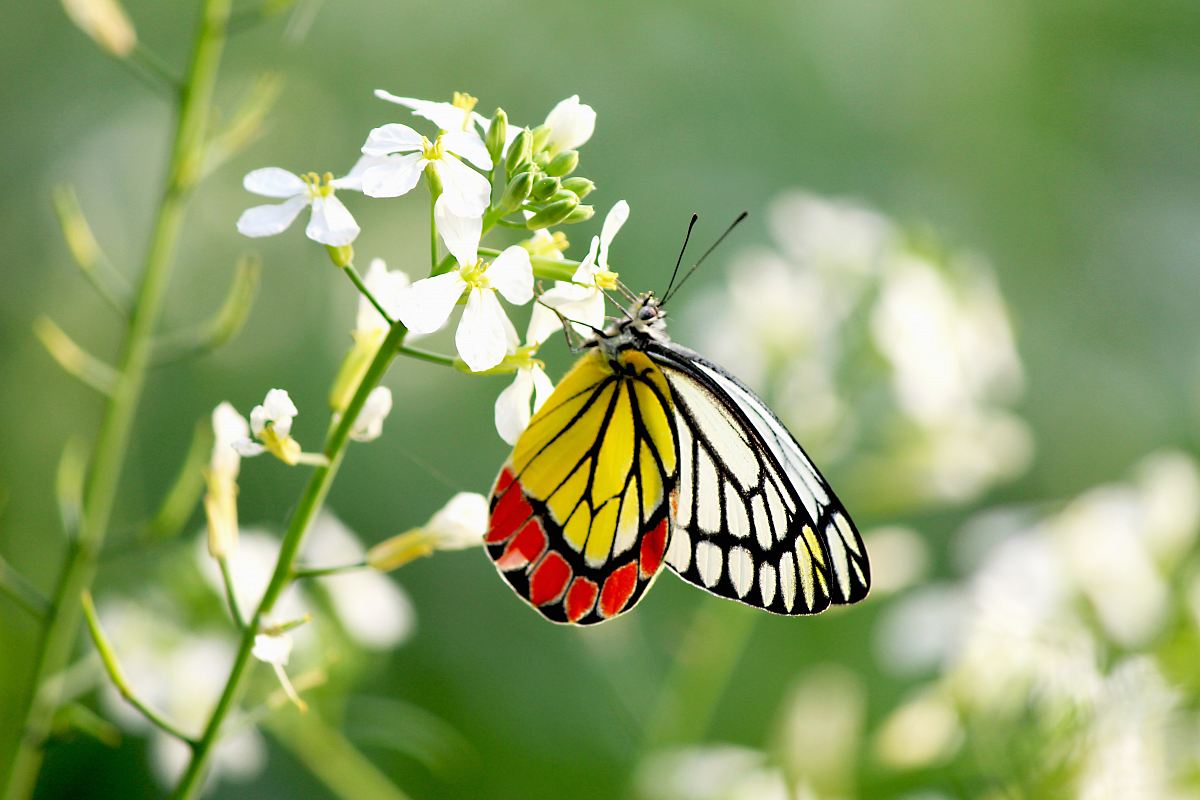 white, yellow, and red butterfly Image - Free Stock Photo