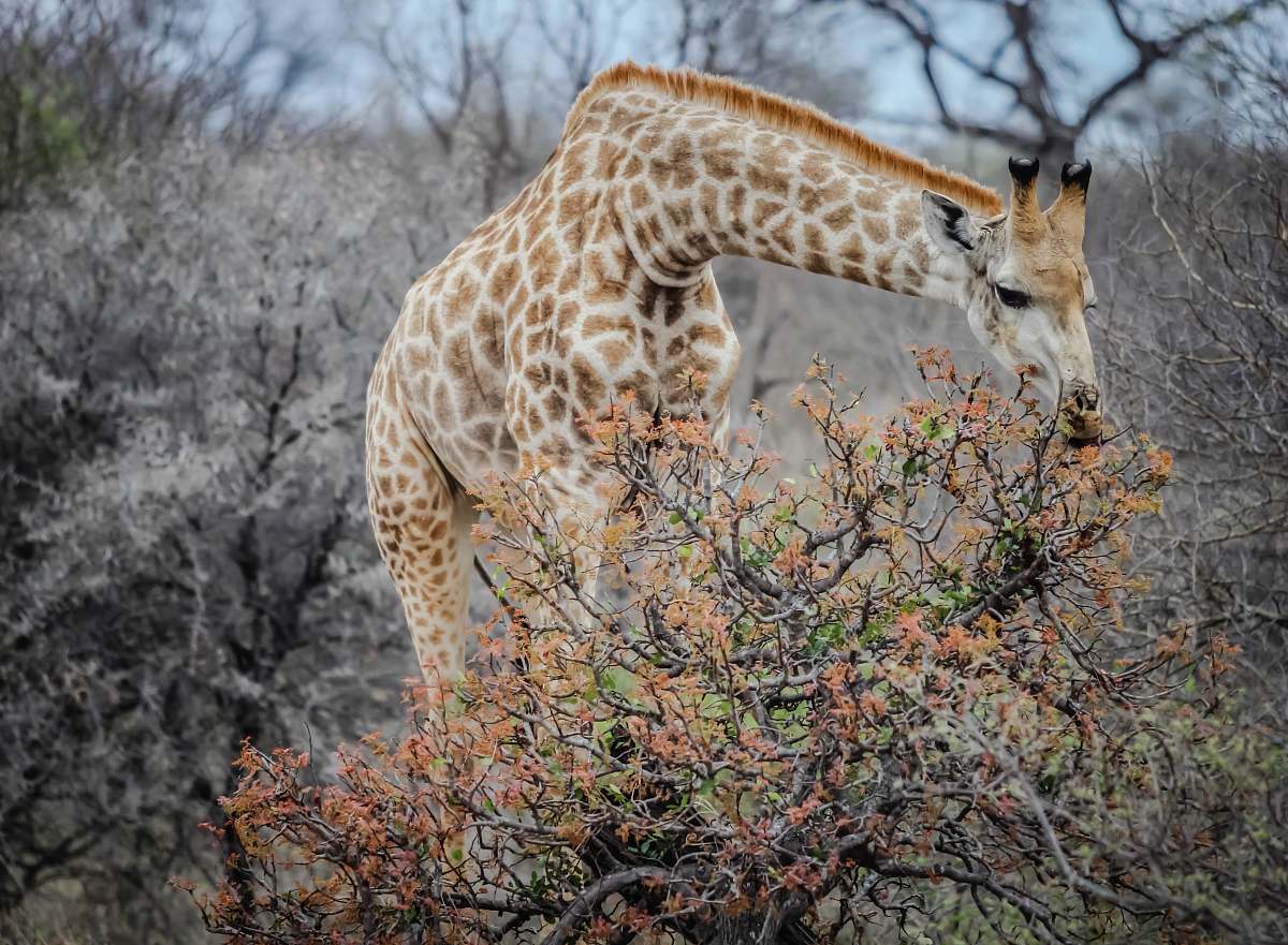 wildlife brown and white giraffe eating leaves giraffe