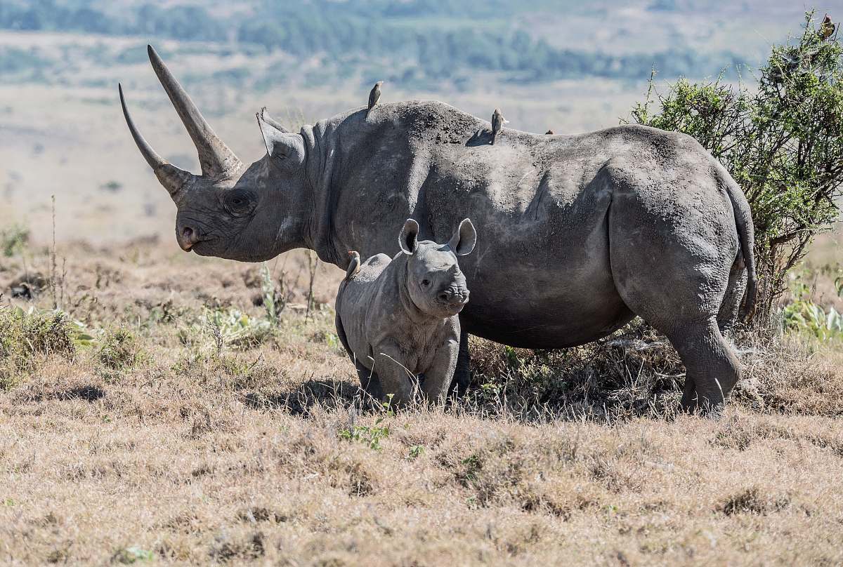 Rhino Gray Rhinoceros Parent And Offspring On Field Wildlife Image Free ...