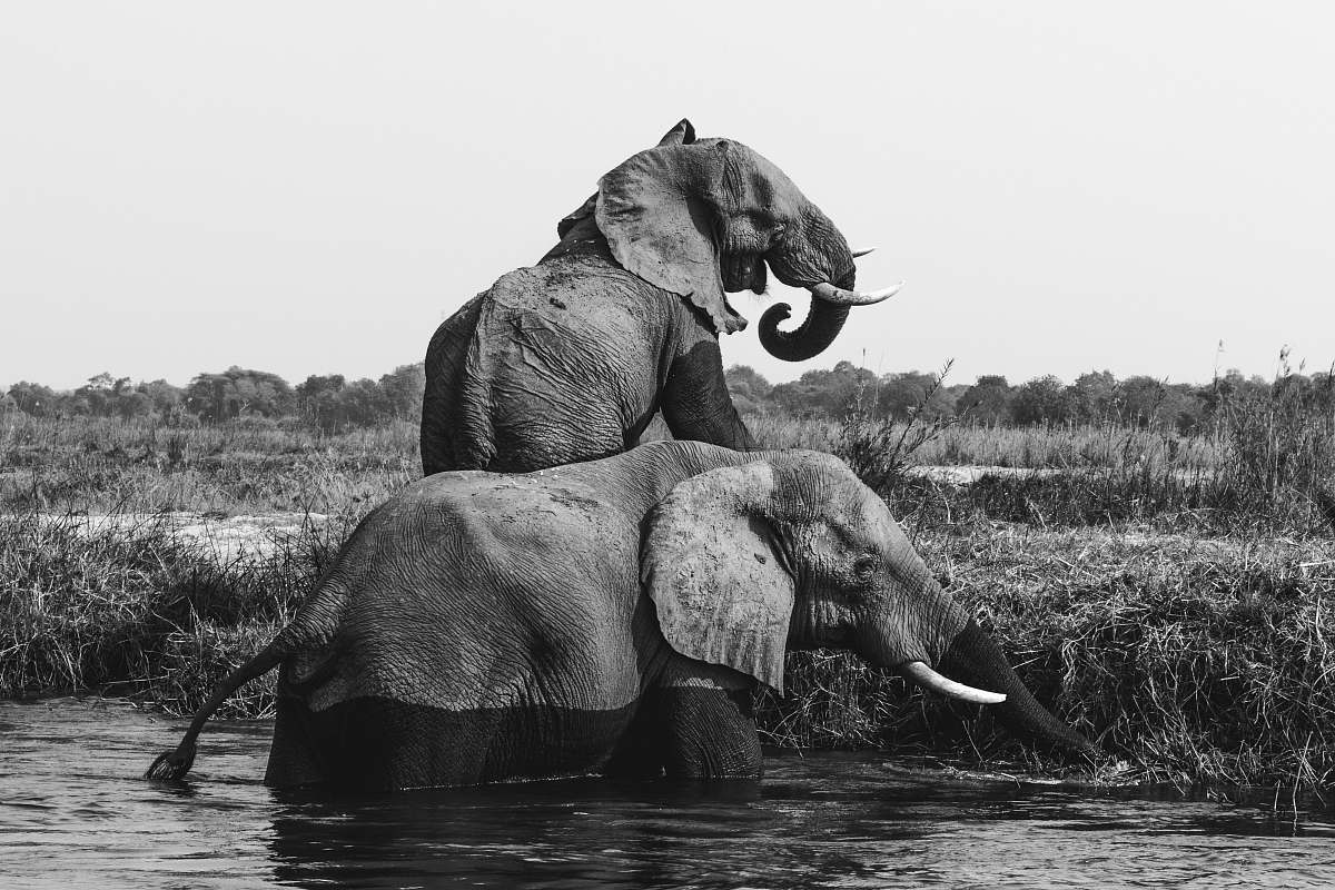 black-and-white grayscale photo of two elephants on body of water elephant