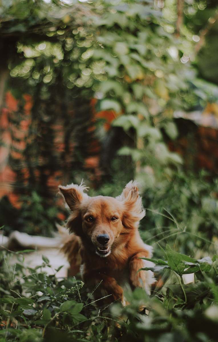 dog long-coated tan puppy walking on grass pet
