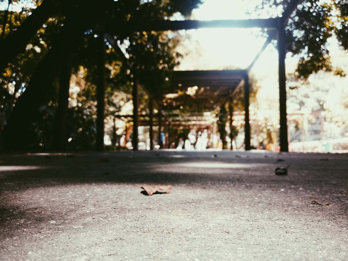 flare brown leaf on ground animal