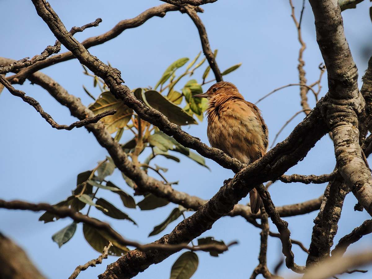 tree brown short-beak bird perching on branch state of goiás