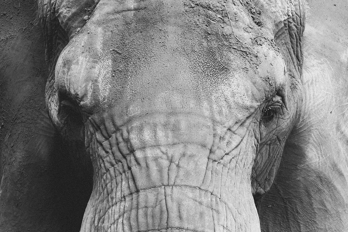 animal grayscale photo of elephant grey