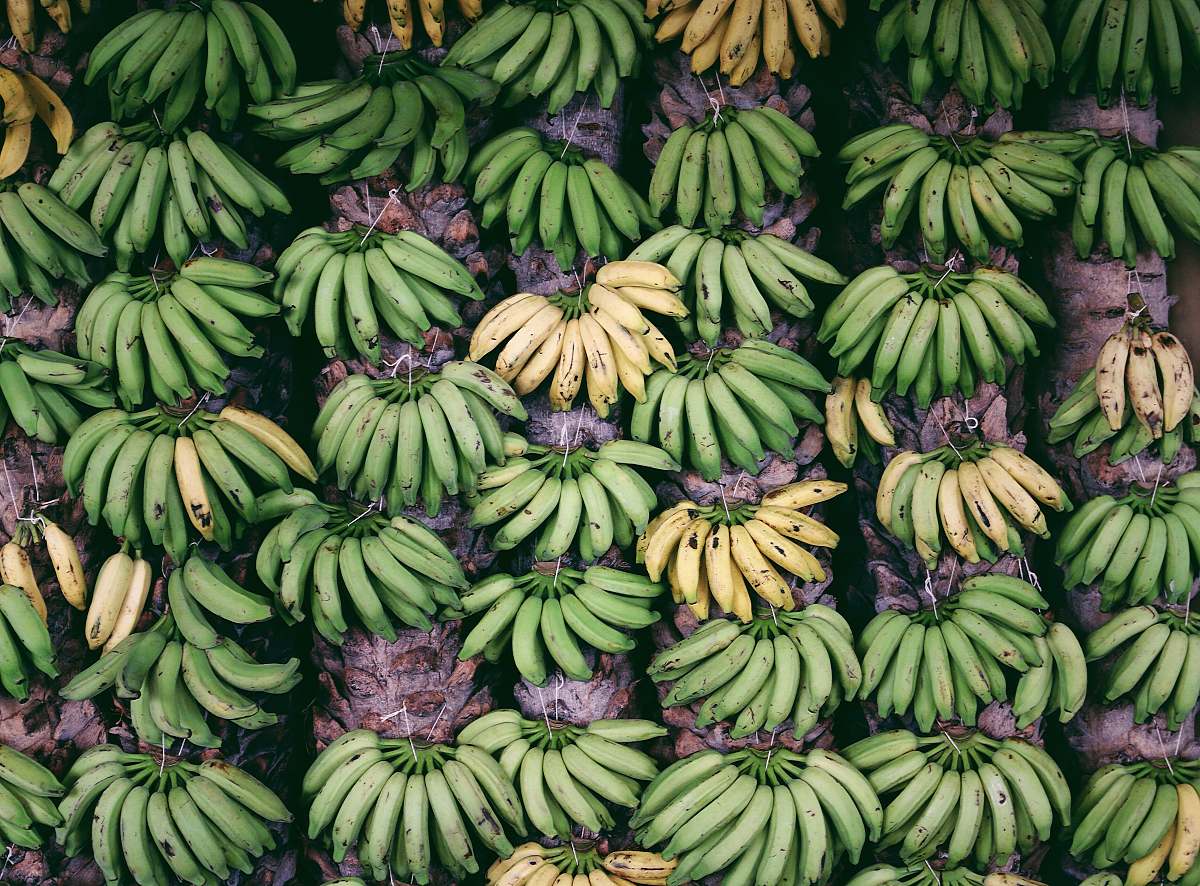 mangai banana fruit lot food