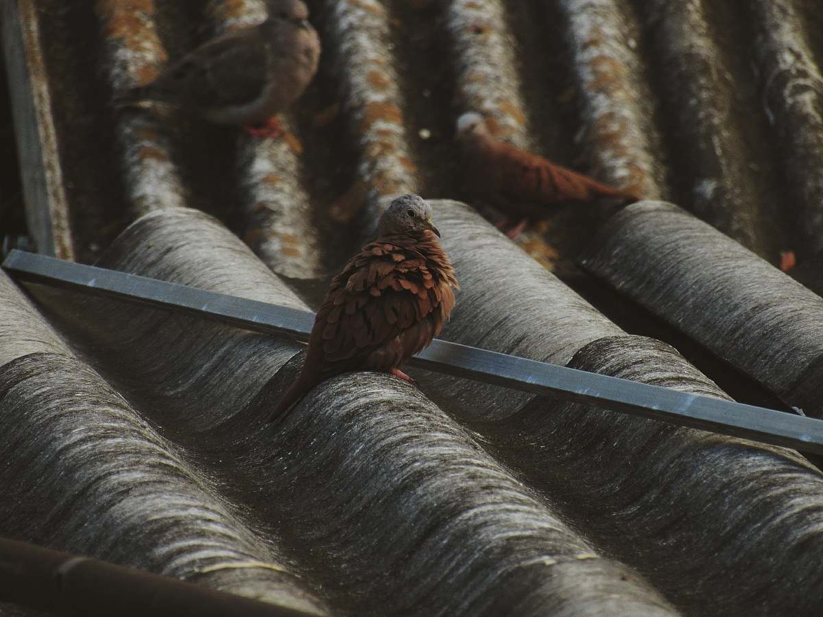 grey brown doves on roof bird