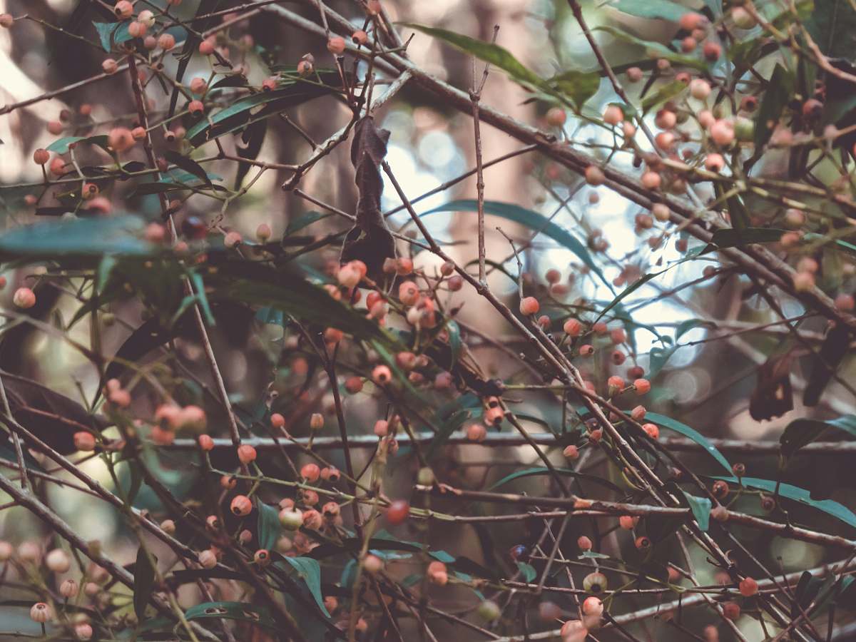 flower closeup photography red flower buds fruit