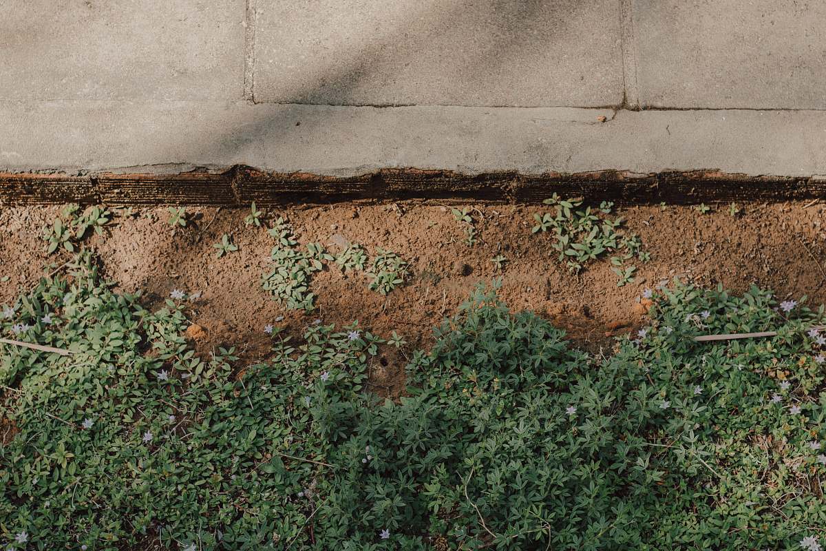 pavement green grass near gray concrete pavement grass