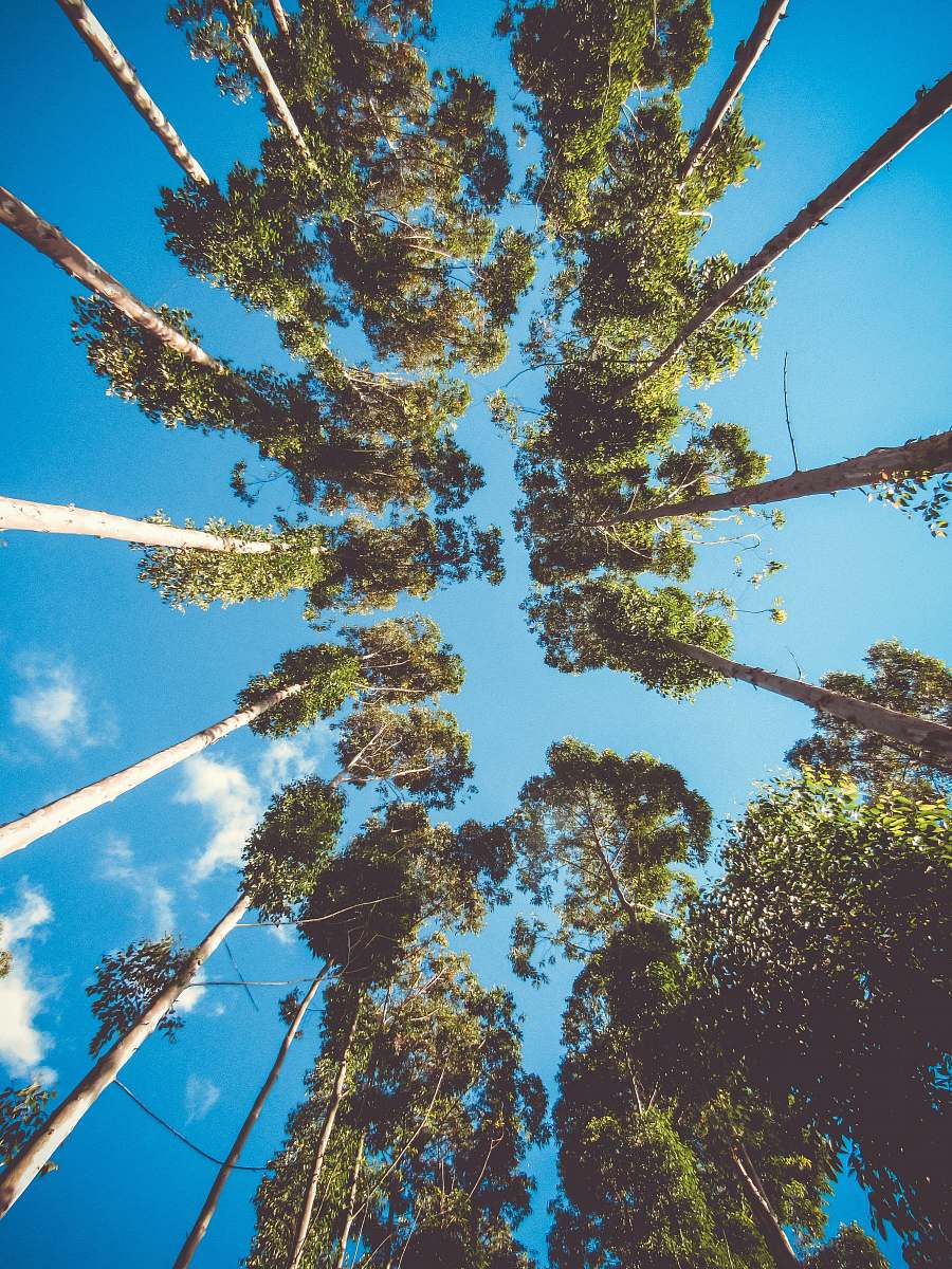 nature low angle photography of green leafed tree tree