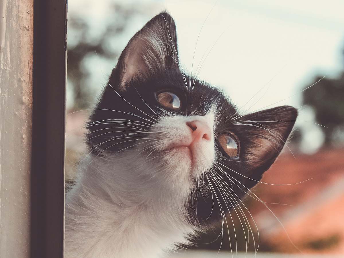 cat white and black cat behind wall in closeup photography kitten