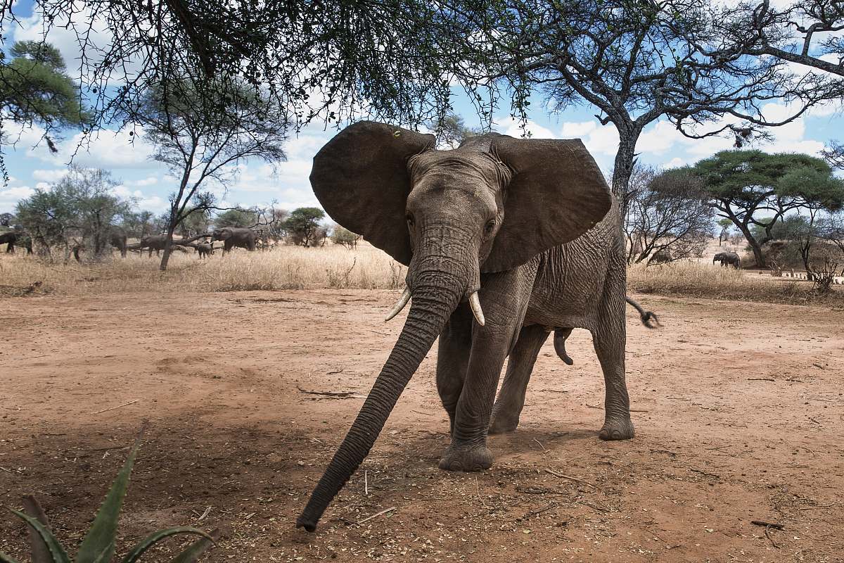animal gray elephant under tree during daytime wildlife