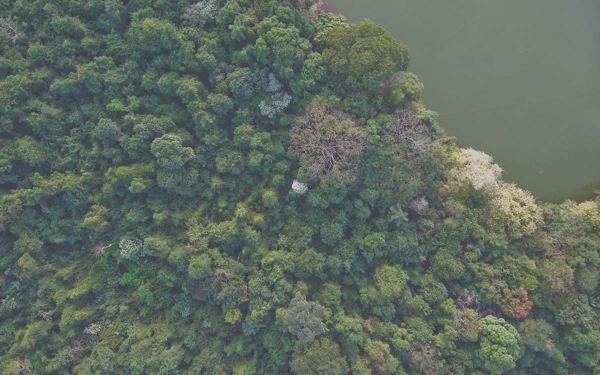 forest aerial view of forest broccoli