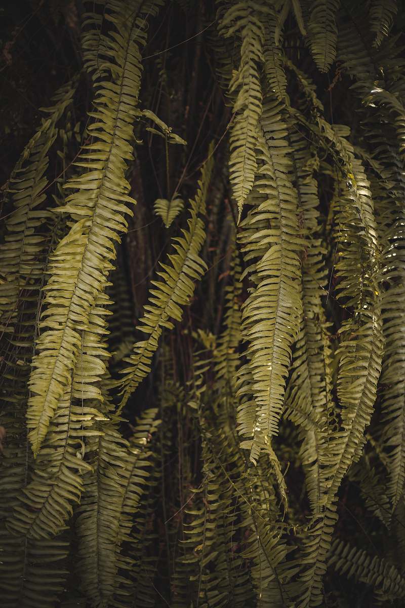 plant green leafed tree fern