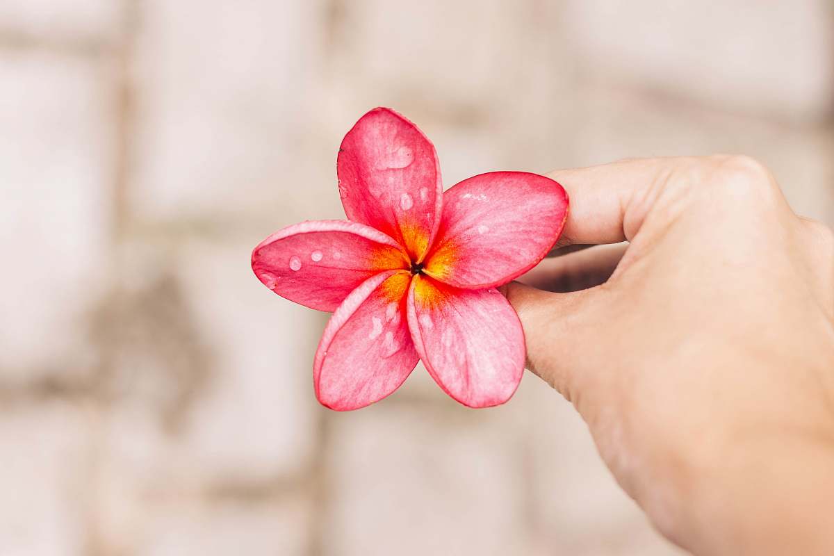 blossom person holding pink 5-petal flower flora