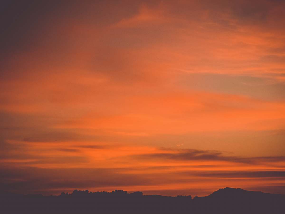 outdoors silhouette of tree during golden hour sky
