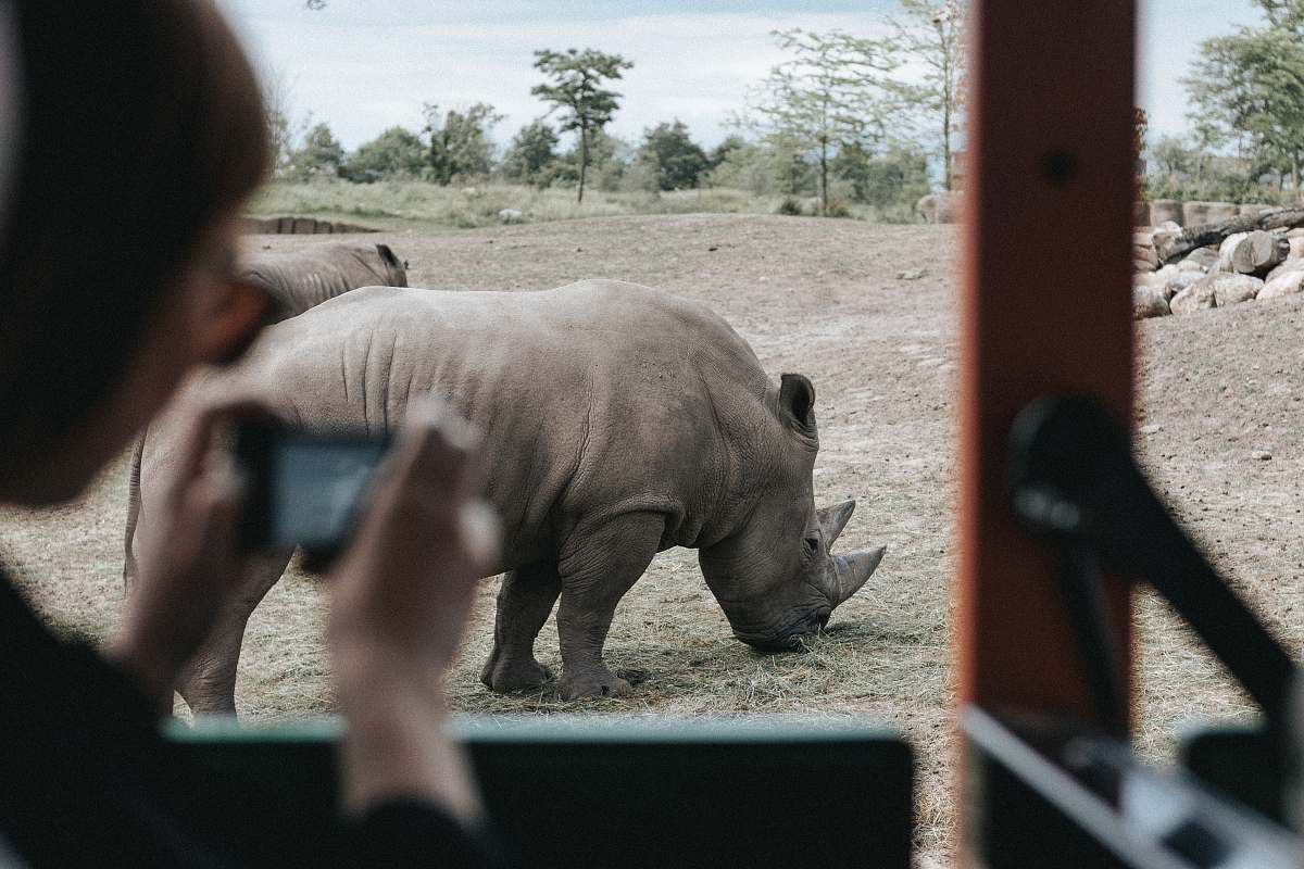 human person inside vehicle capturing grey rhinoceros on ground during daytime wildlife