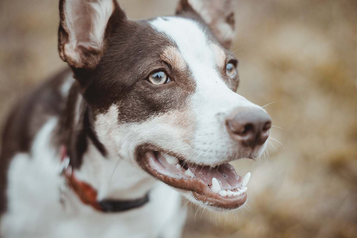 dog close view of short-coated brown and white dog juiz de fora