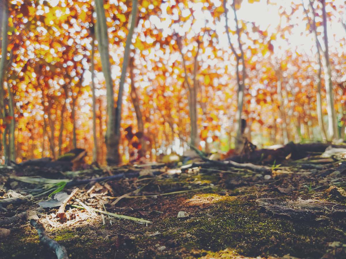 vegetation brown leafed trees forest