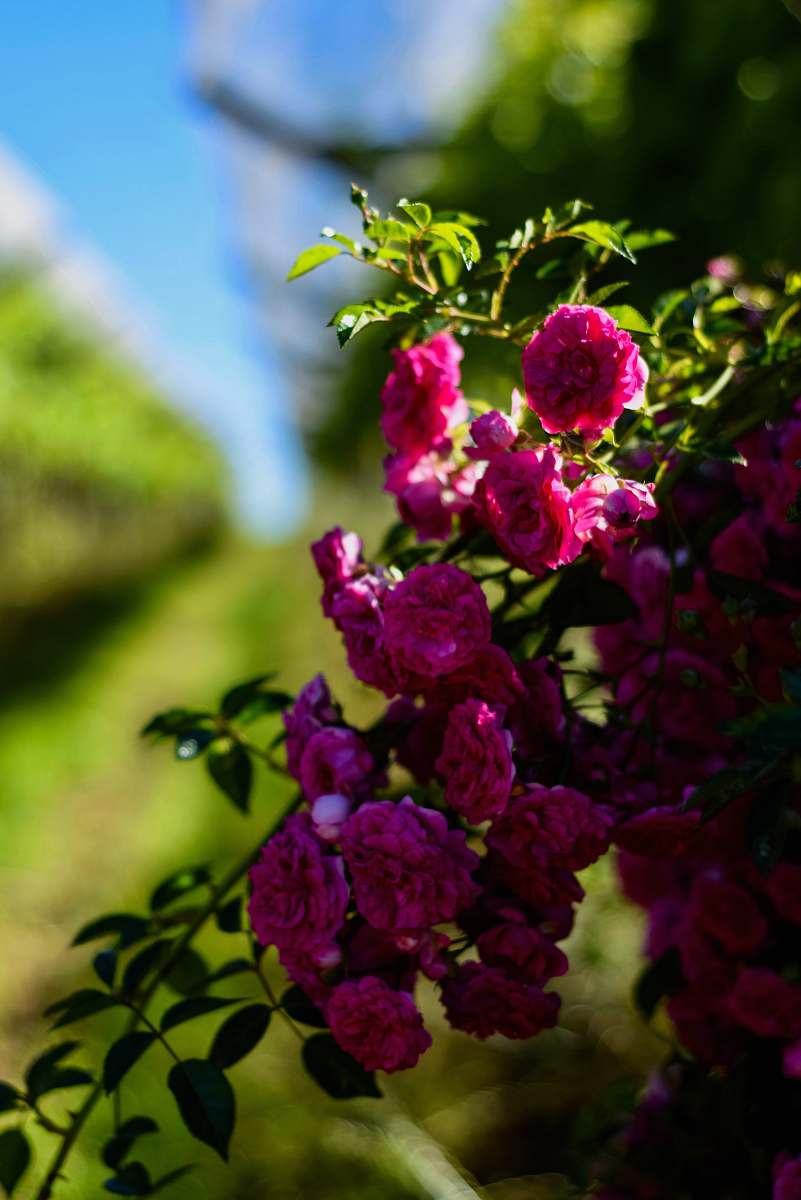 flower closeup photo of pink cluster petaled flowers blossom