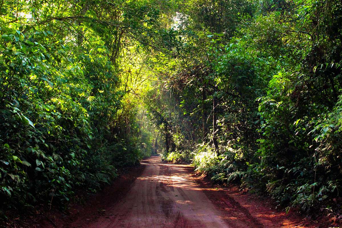 path hallway surrounded by trees dirt road