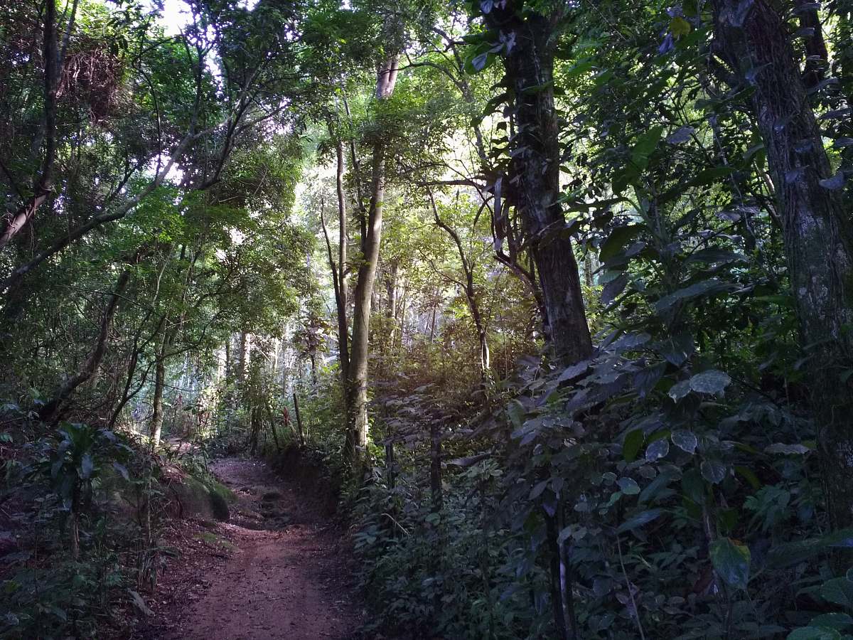 forest  bonete