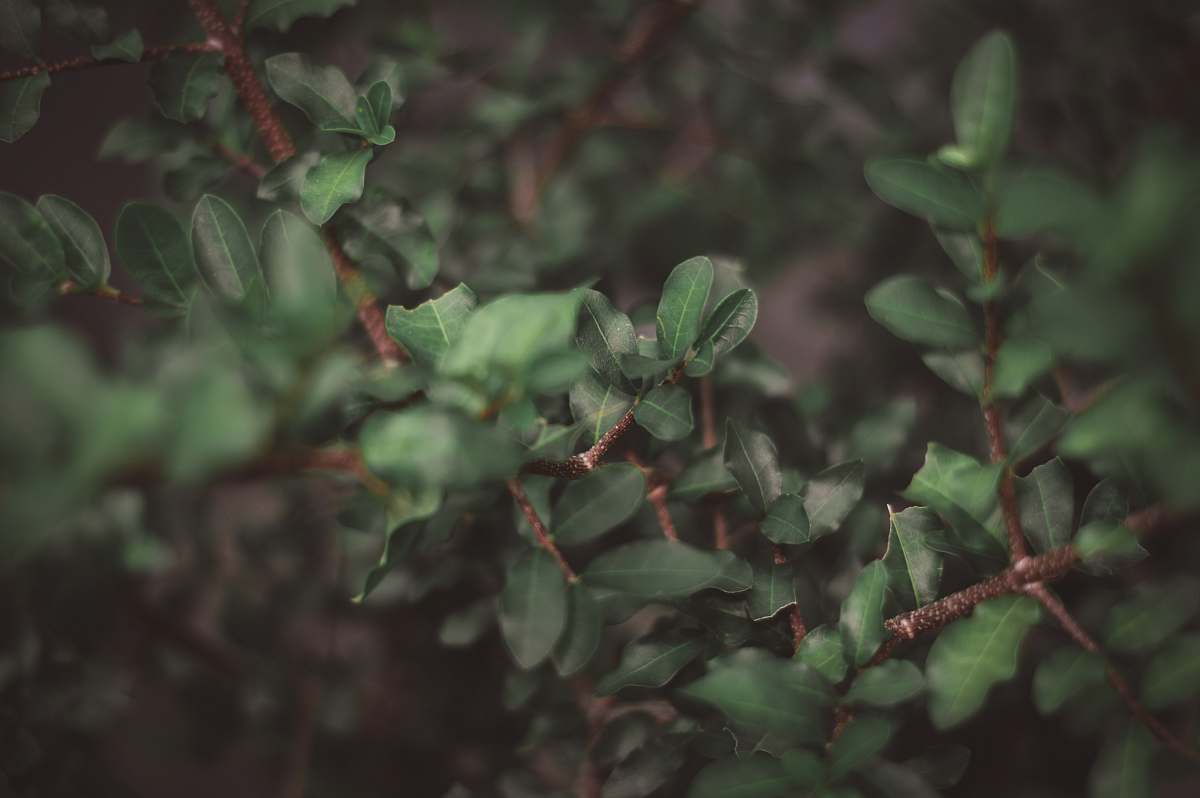 plant close up photography of green leafed plants hortolândia