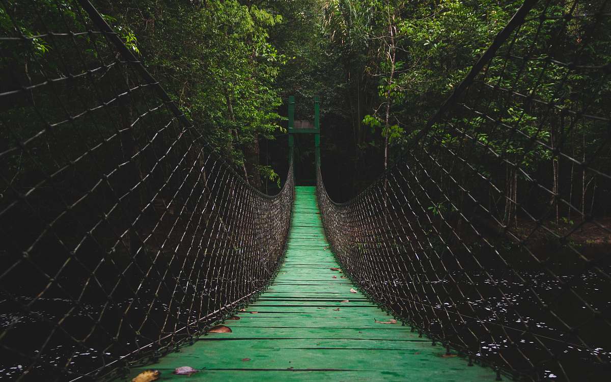 bridge green bridge forest