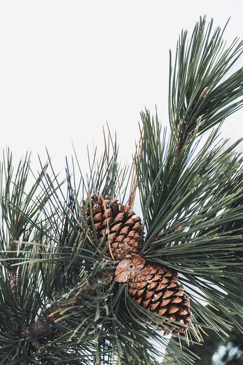tree brown pine cones pine