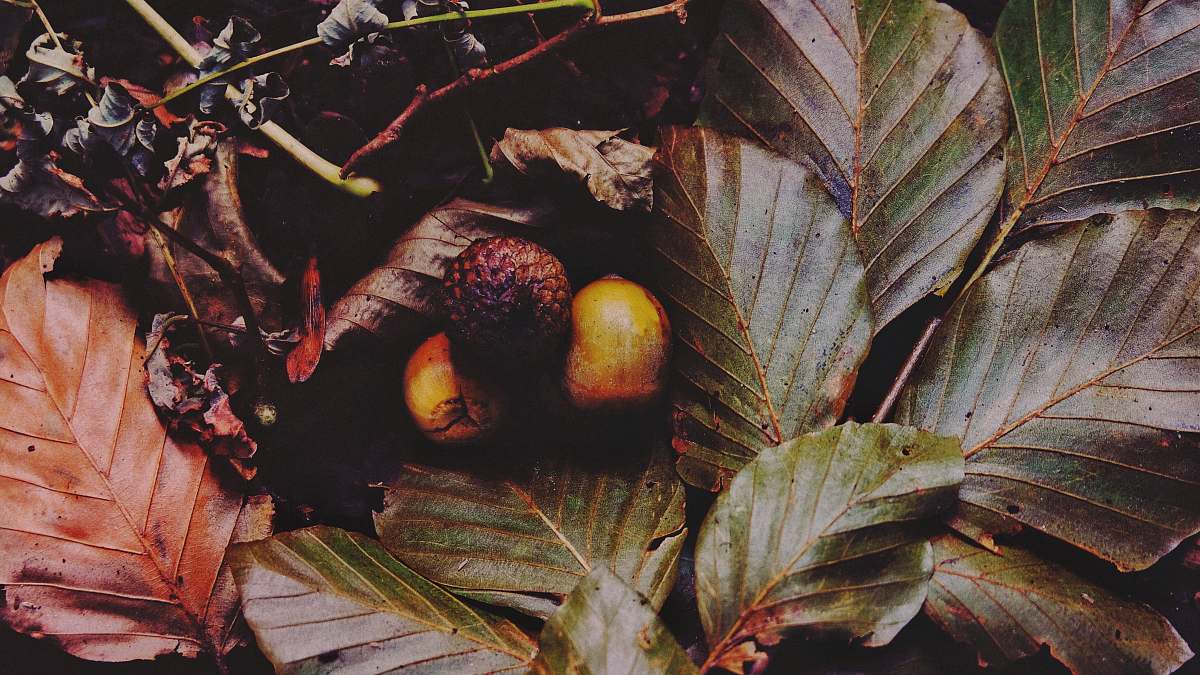 netherlands round fruit between leaves nest