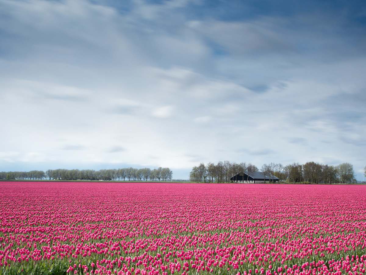 tulip pink flowers during daytime field