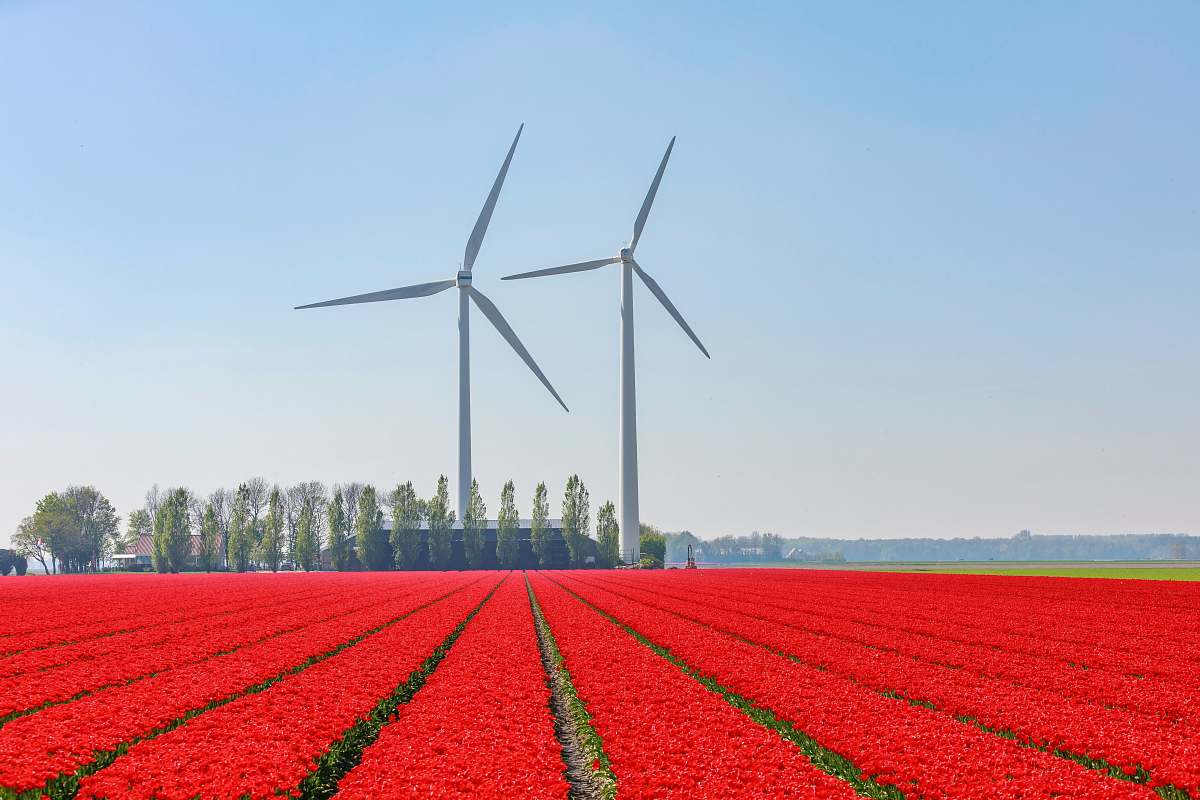 motor red flower field near wind turbines engine