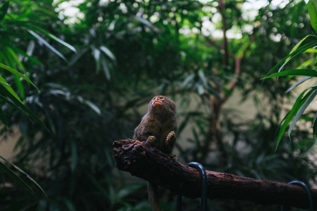 vegetation black and brown short-coated dog jungle