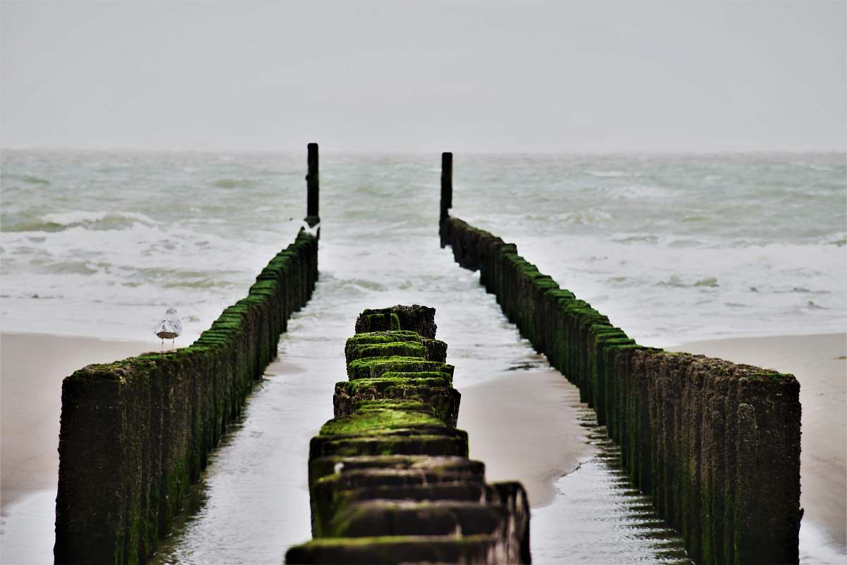 nature brown wooden fence on seashore coast